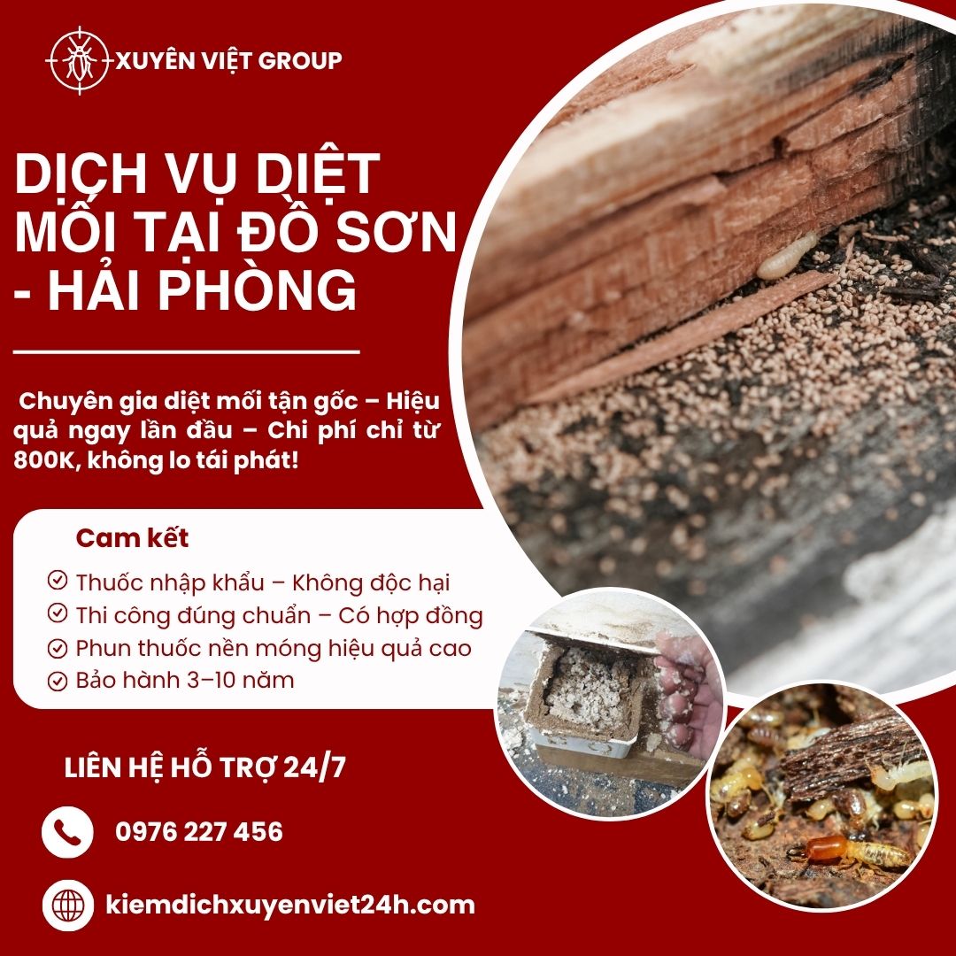 Dịch vụ diệt mối tại Đồ Sơn