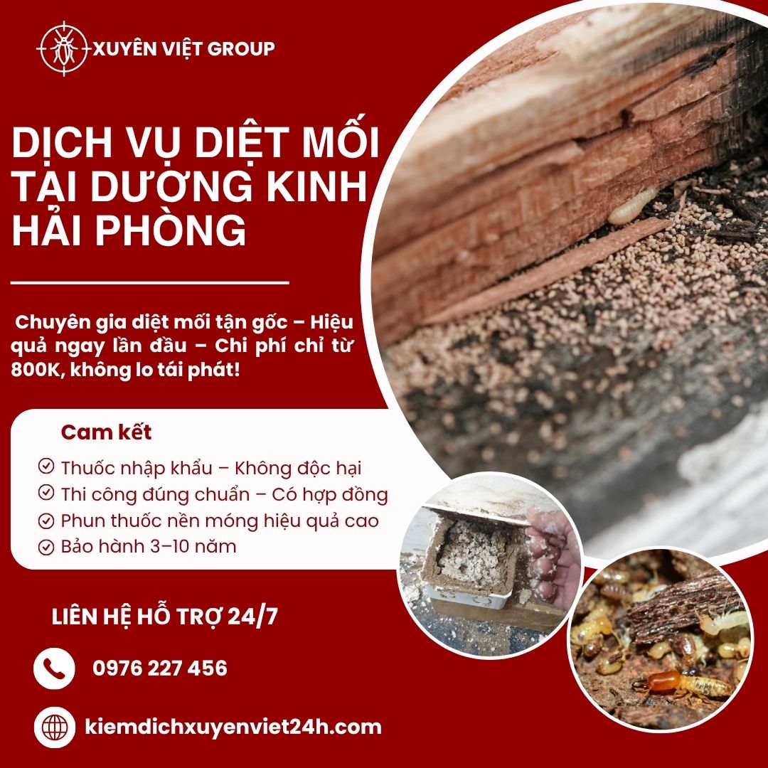 Dịch vụ diệt mối tại Dương Kinh
