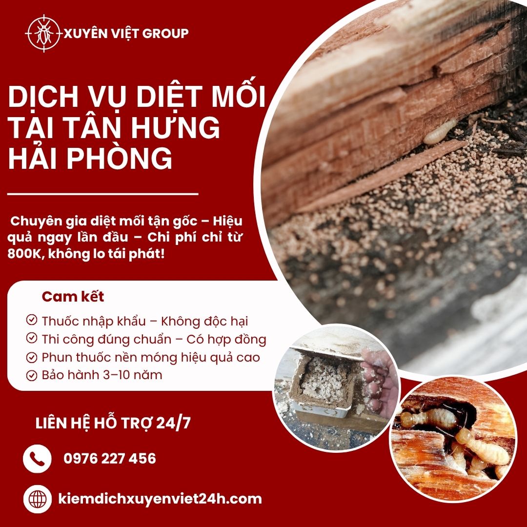 Dịch vụ diệt mối tại Tân Hưng