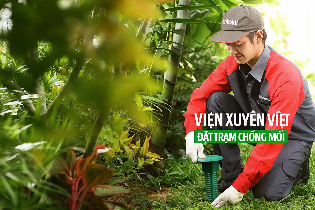 Chống mối nền móng trước khi xây dựng tại Quỳnh Lưu