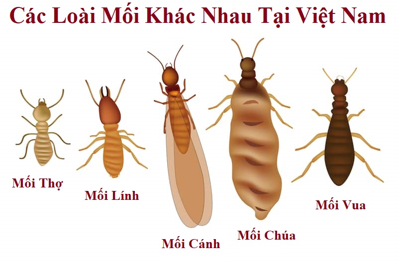 diệt mối thị xã Thái Hòa
