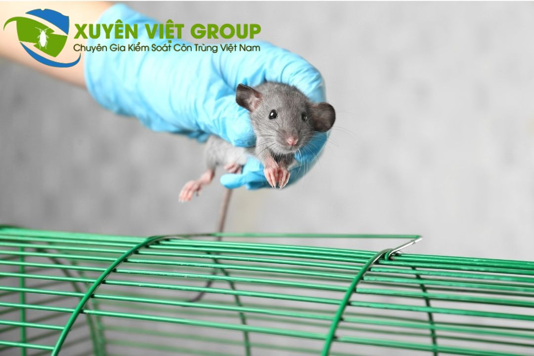  Dịch vụ diệt chuột không mùi cho nhà ở, kho hàng