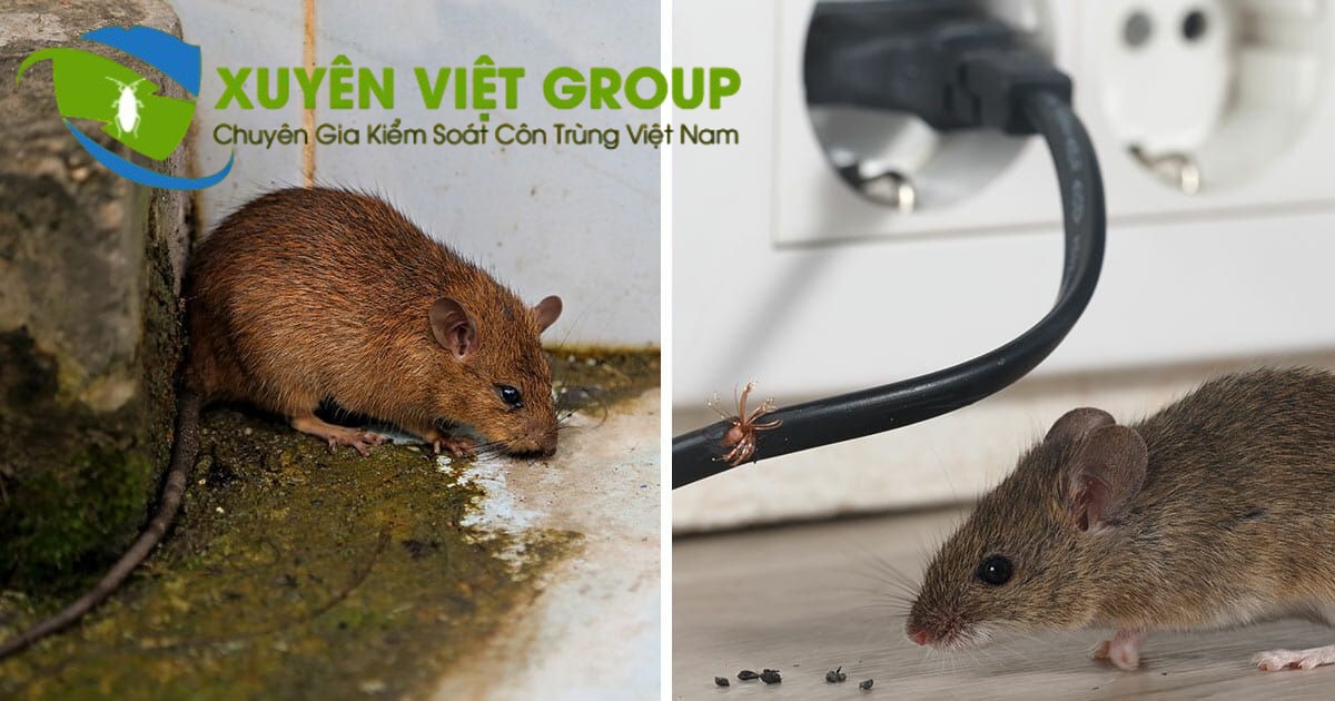 Tác hại của côn trùng cần xử lý tận gốc