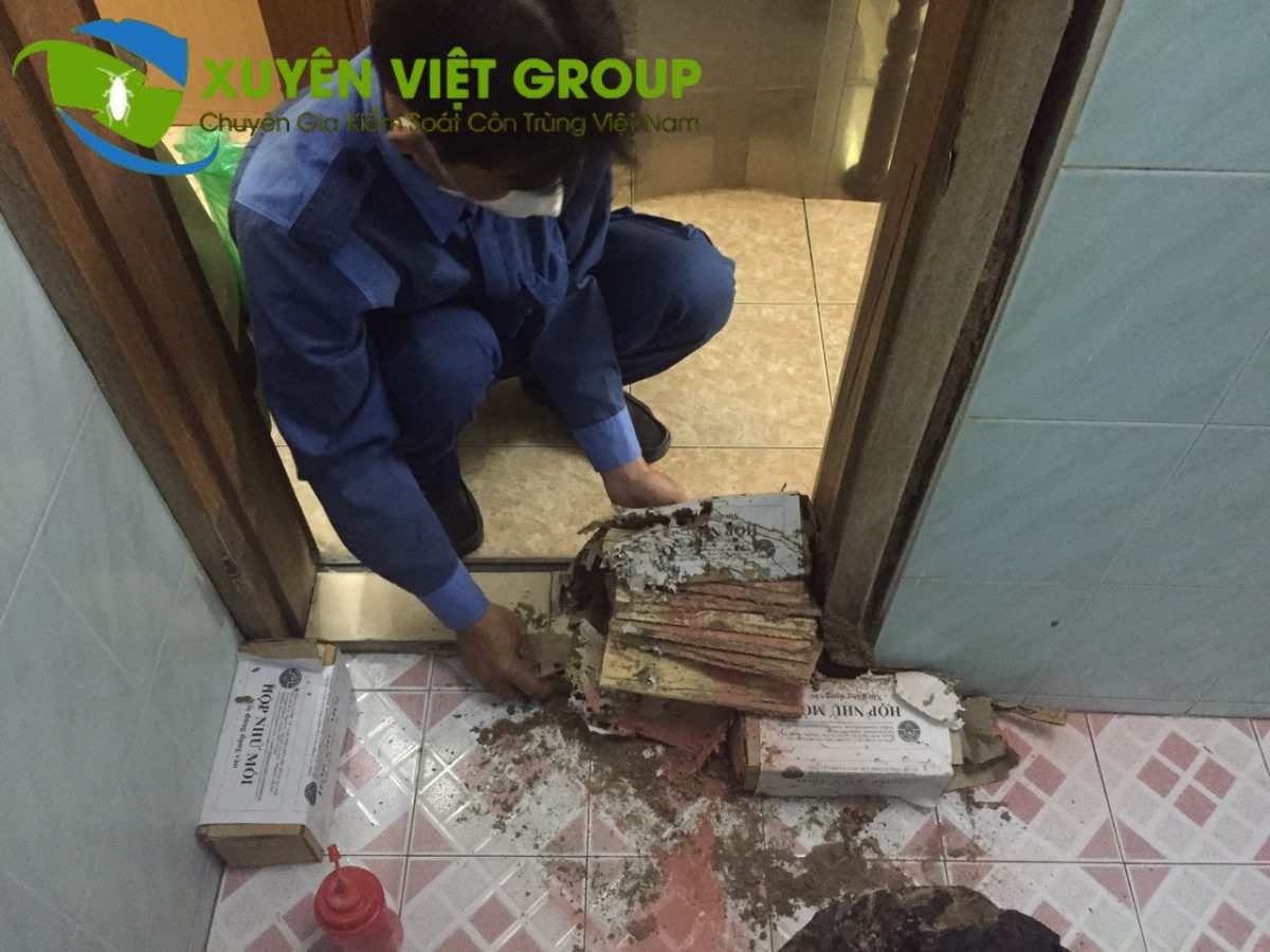 Công ty diệt mối quận Ba Đình Xuyên Việt Group Vạn Yên xử lý mối chuyên nghiệp