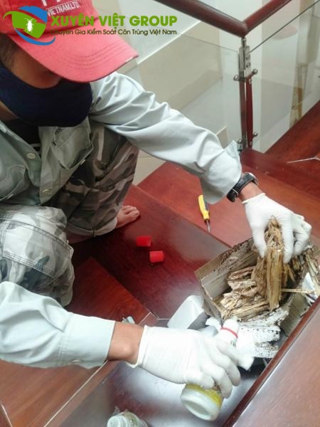Phun thuốc diệt mối sinh học PMC 90 lên hộp nhử để tiêu diệt mối