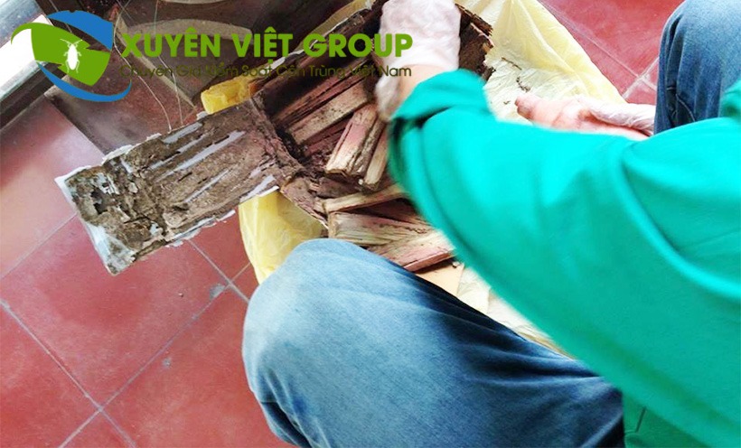 Phun thuốc diệt mối PMC 90 vào hộp nhử