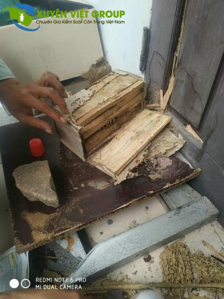 Công ty diệt mối quận Tây Hồ - Cam kết hết mối mới thu tiền