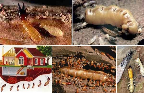 diệt mối tại Nghi Lộc