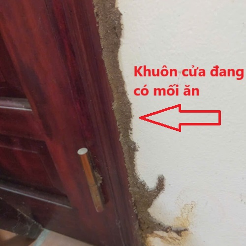 diệt mối tại Nghĩa Đàn