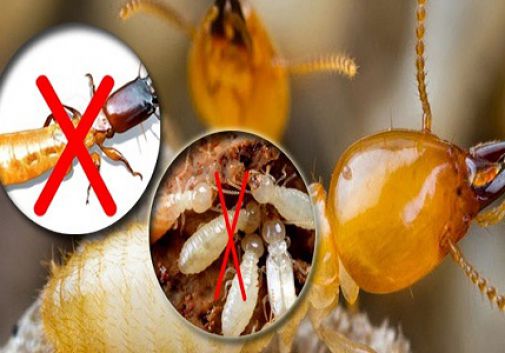 diệt mối tại Cửa Lò – Nghệ An