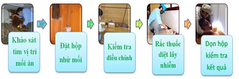 Quy trình dịch vụ diệt mối tại Phù Lãng chuyên nghiệp