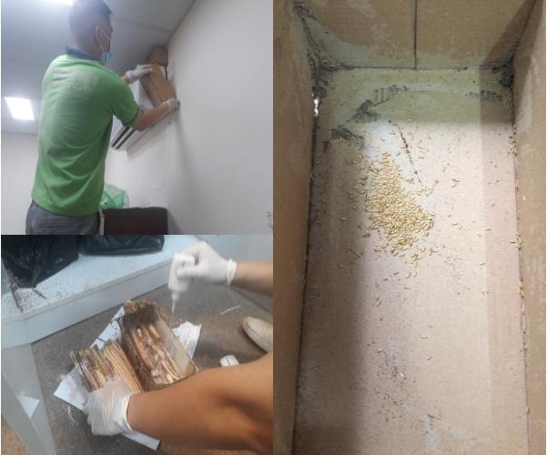 diệt mối tại Quỳ Châu