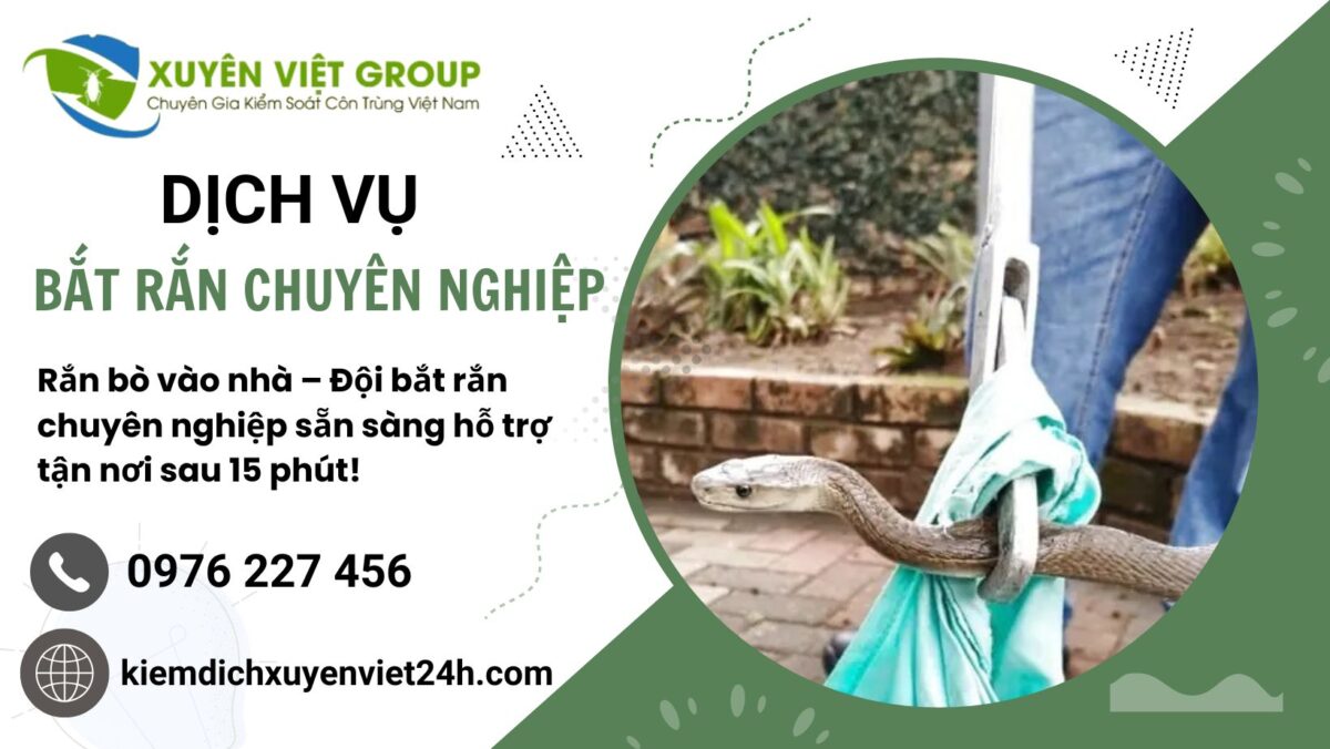 Dịch vụ bắt rắn chuyên nghiệp