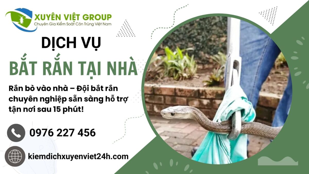 Dịch vụ bắt rắn tại nhà uy tín