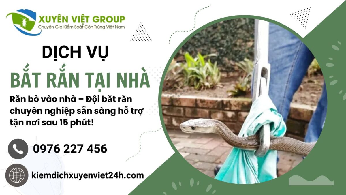 Dịch vụ bắt rắn tại nhà giá rẻ