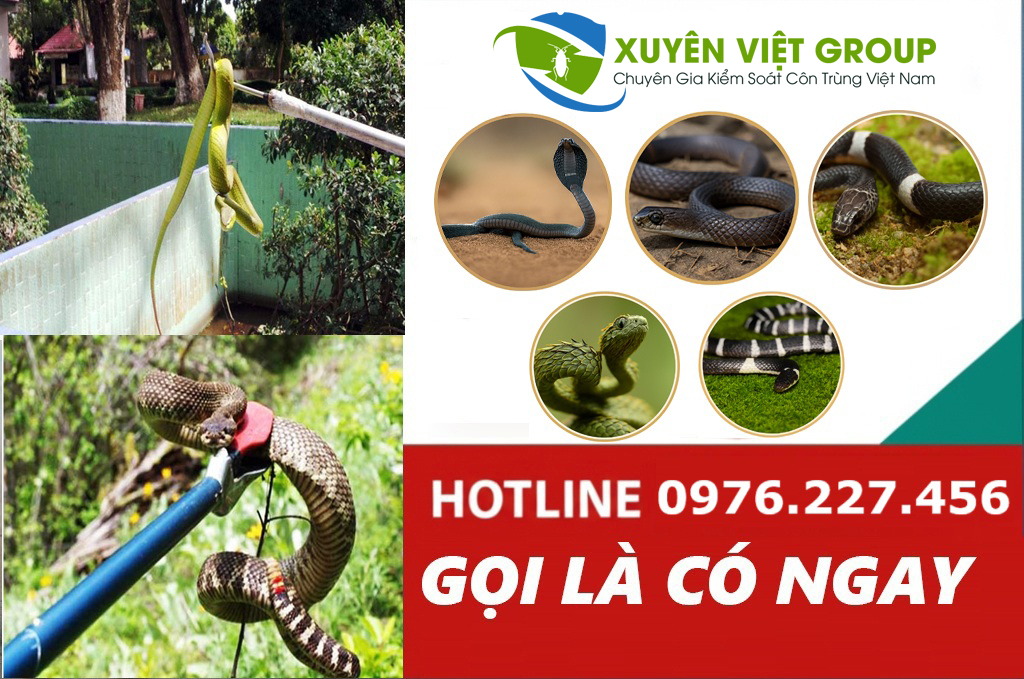 Dịch vụ bắt rắn có mặt ngay sau 15p