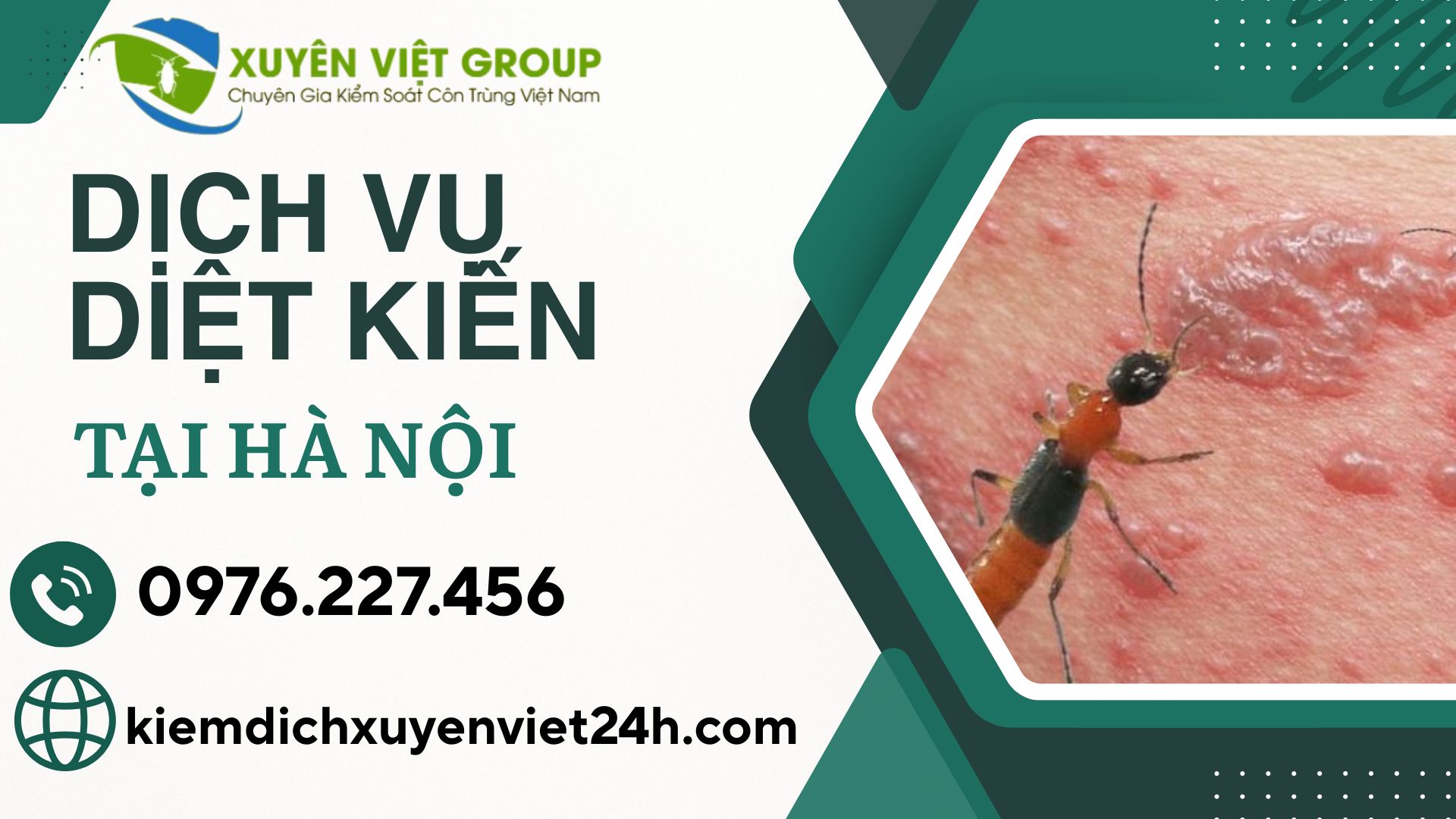 Dịch vụ diệt kiến tại Hà Nội