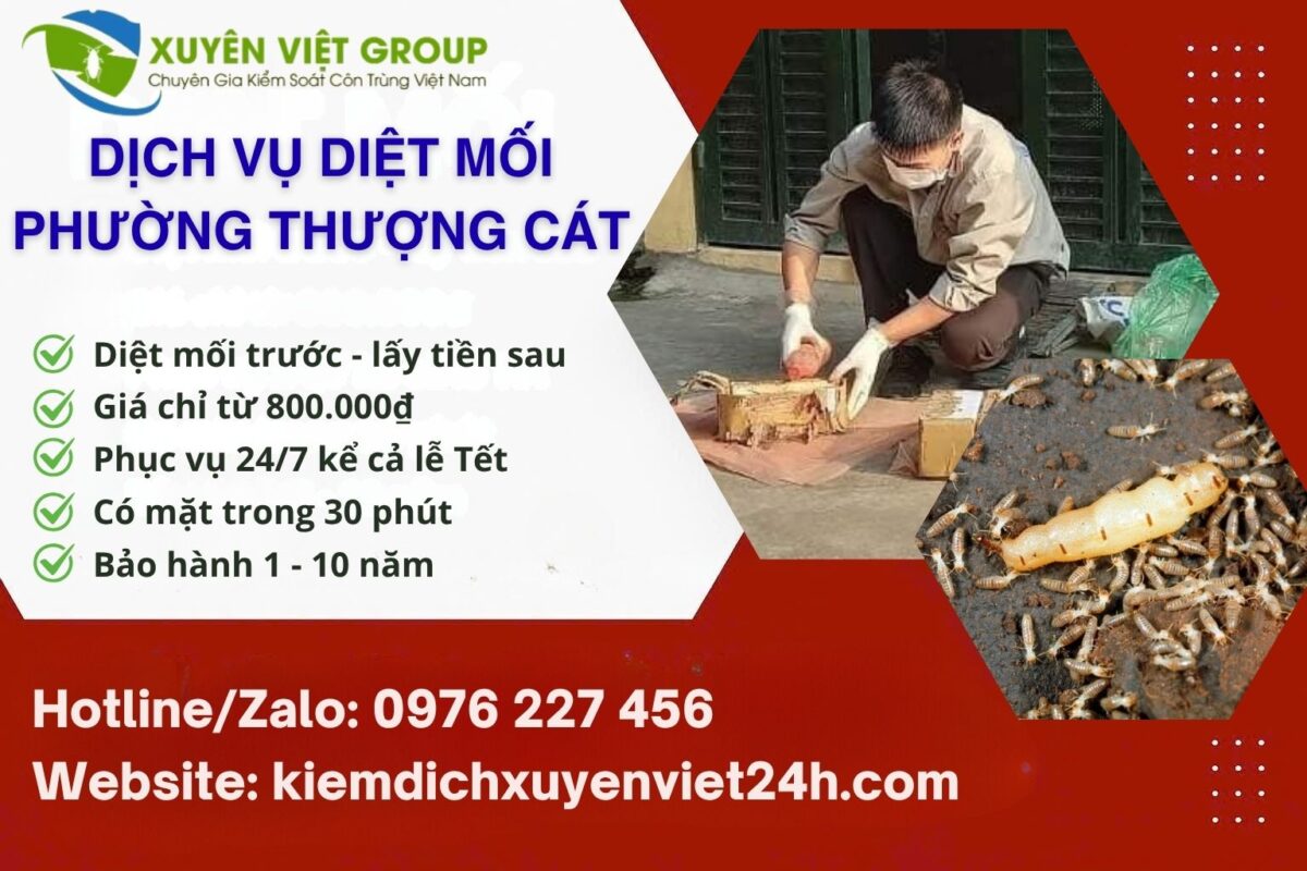 Dịch vụ diệt mối phường Thượng Cát