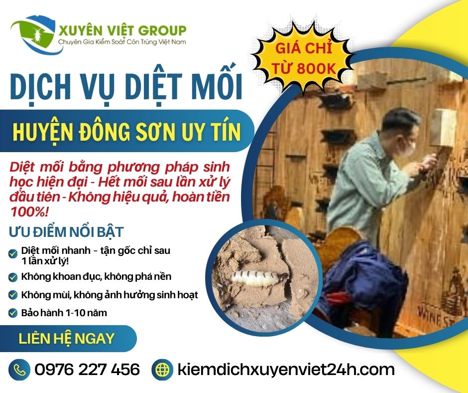 Dịch vụ diệt mối tại huyện Đông Sơn