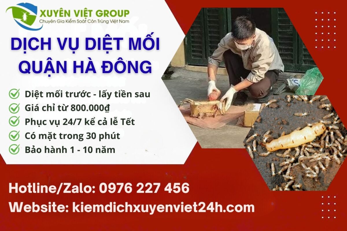 Diệt mối quận Hà Đông tận gốc