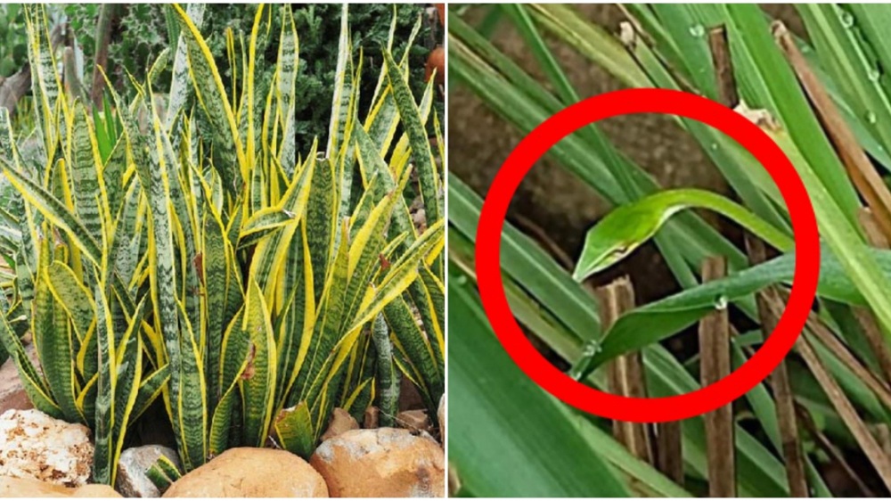 Tăng cường bảo vệ bằng các biện pháp dân gian