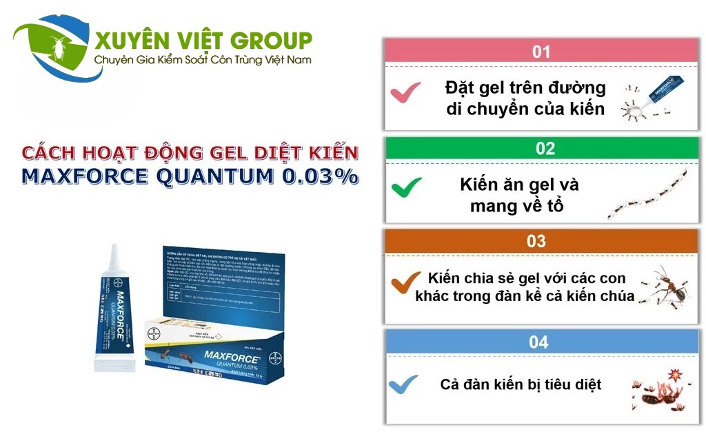 Diệt kiến tại nhà bằng bả sinh học an toàn cho người và thú cưng