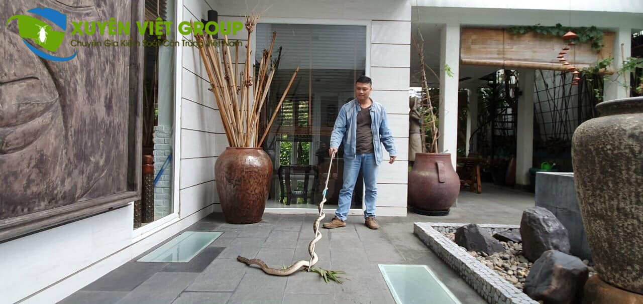 Bắt rắn giá rẻ tại Ba Đình – Đội ngũ kỹ thuật viên chuyên nghiệp Xuyên Việt