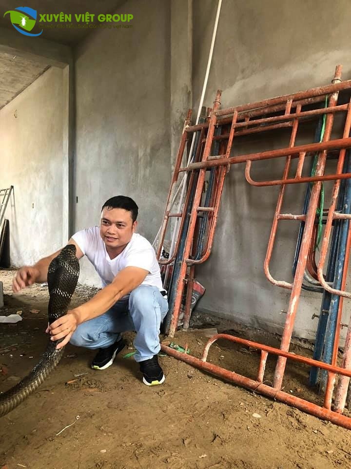 Dịch vụ bắt rắn tại Cầu Giấy chuyên nghiệp - Đảm bảo không gây hại cho người và vật nuôi