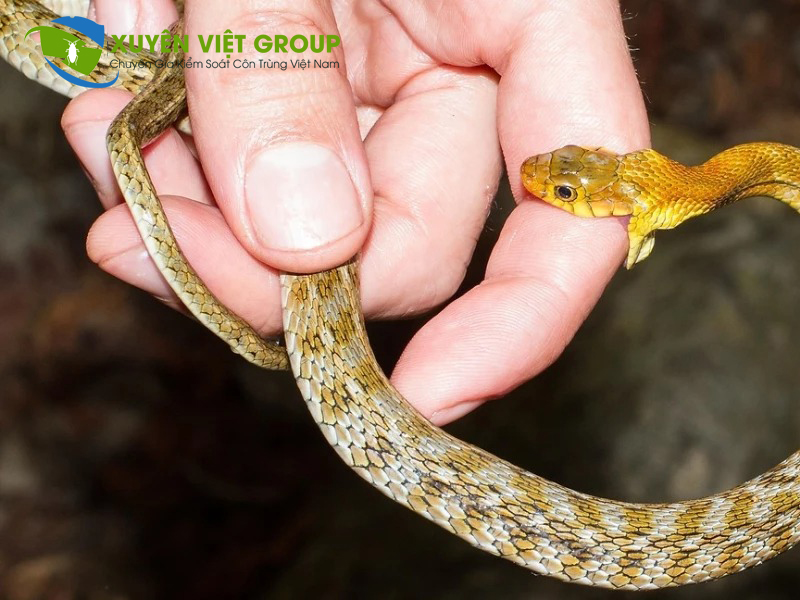 Rắn độc cắn cực kỳ nguy hiểm và có thể gây tử vongRắn độc cắn cực kỳ nguy hiểm và có thể gây tử vong