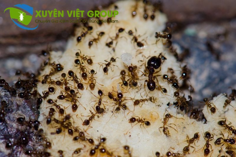 Cam kết diệt kiến tận gốc tại Hà Đông – không hết kiến, không thu phí
