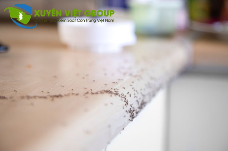 Dịch vụ diệt kiến tại nhà giá rẻ