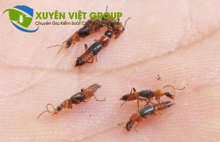 Dịch vụ diệt kiến ba khoang tại Thanh Xuân