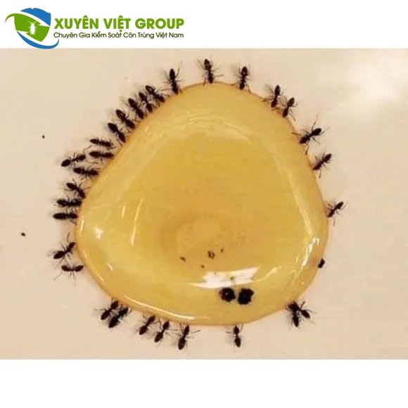 Dịch vụ diệt kiến tại nhà Hoàng Mai an toàn hiệu quả