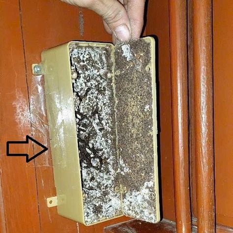 Dịch vụ diệt mối tại Quỳnh Lưu chuyên nghiệp