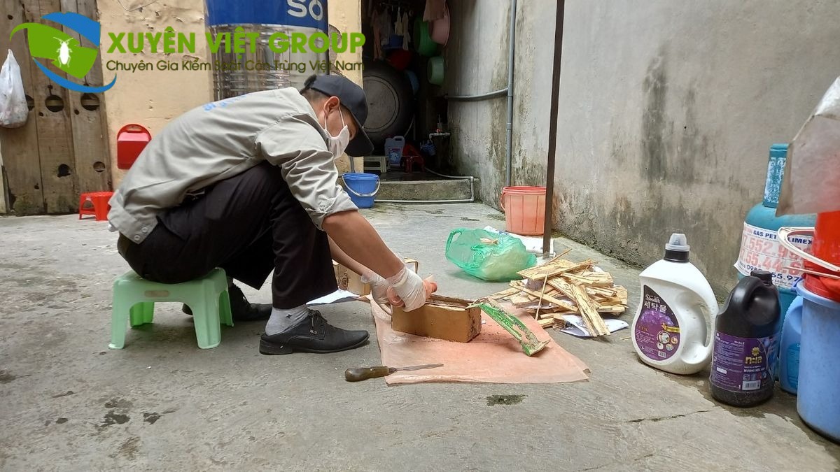 Dịch vụ diệt mối tại TP Vinh chuyên nghiệp - hiệu quả sau 1 lần xử lý