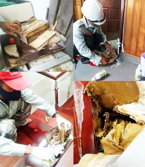 Dịch vụ diệt mối tại nhà huyện Nam Đàn - Hiệu quả tận gốc sau 1 lần xử lý