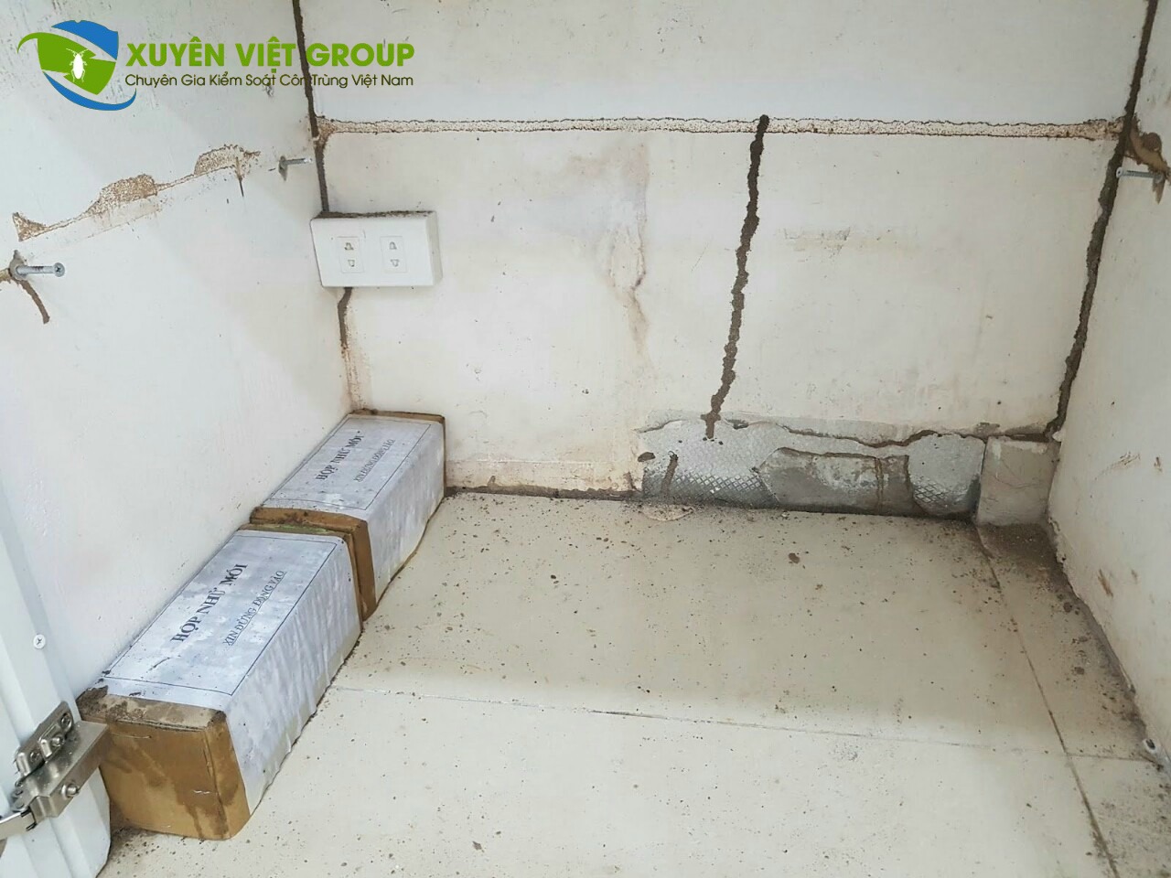 Diệt mối tận gốc bằng hộp nhử và thuốc sinh học tại Đống Đa
