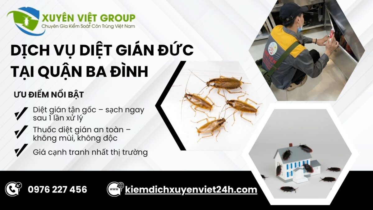 Dịch vụ diệt gián Đức tại Ba Đình