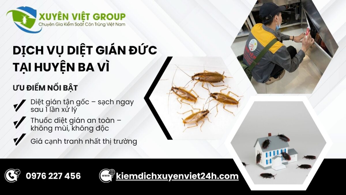 Dịch vụ diệt gián Đức tại Ba Vì