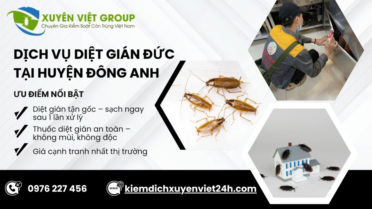 Dịch vụ diệt gián Đức tại Đông Anh