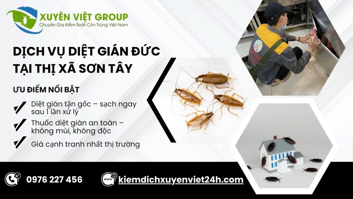 Dịch vụ diệt gián Đức tại Sơn Tây