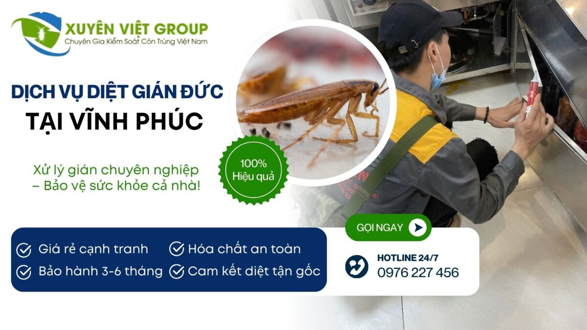 Dịch vụ diệt gián Đức tại Vĩnh Phúc