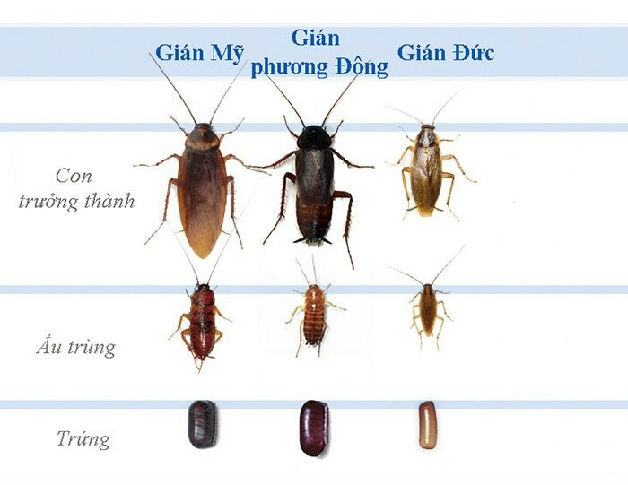 Phân biệt gián Đức và các loài gián khác