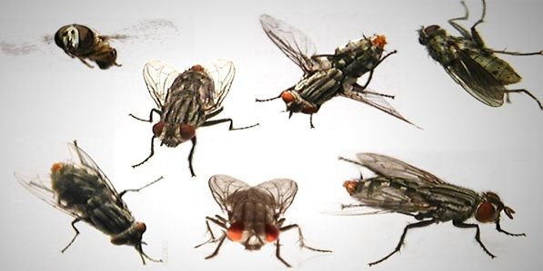 Ruồi gây hại cần xử lý triệt để