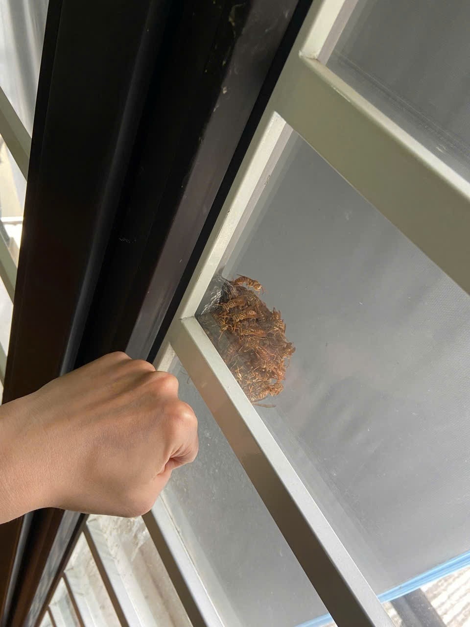 Dịch vụ bắt tổ ong tại nhà Cầu Giấy chuyên nghiệp