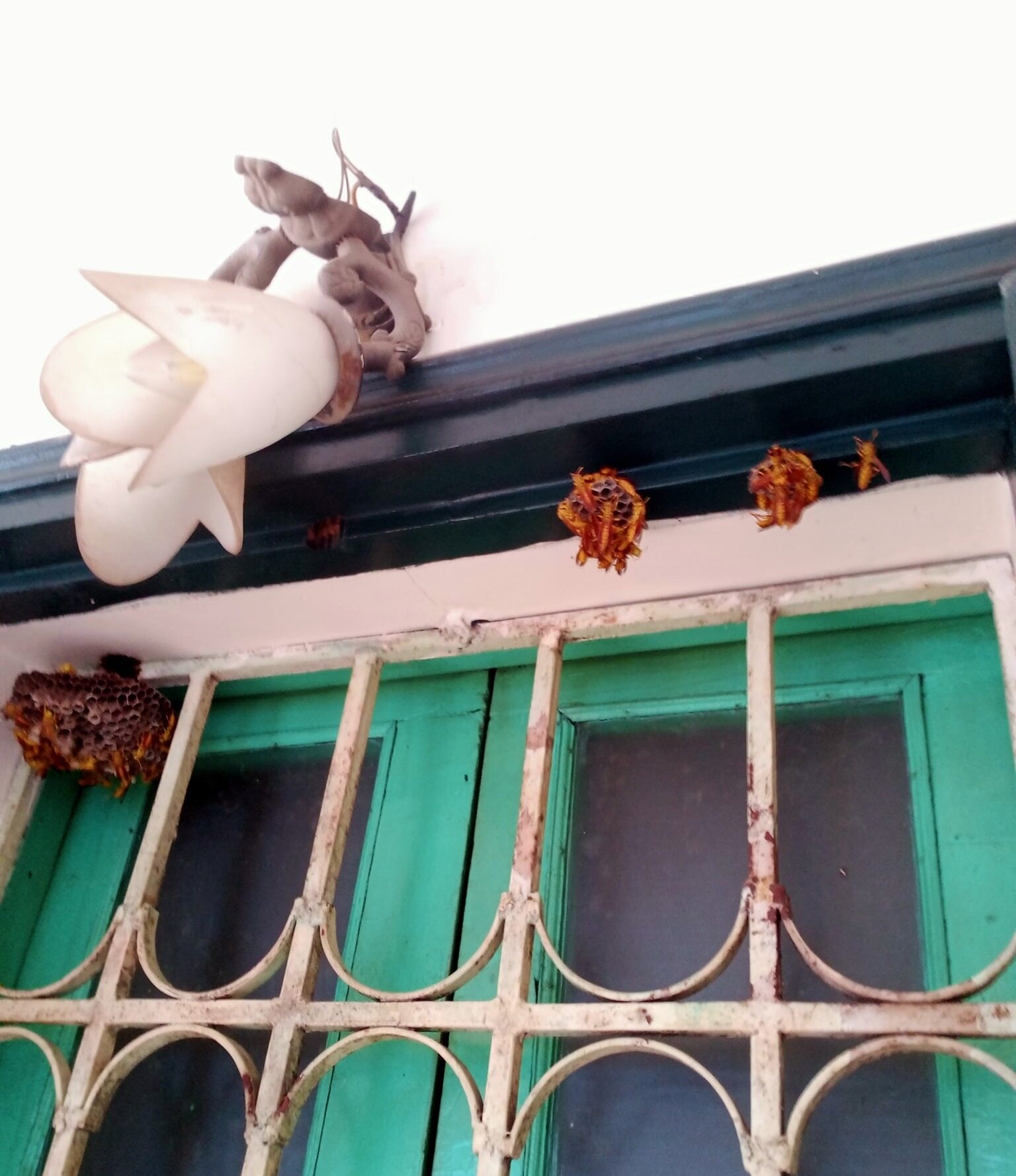 Xuyên Việt Group - Đơn vị bắt ong uy tín số 1 tại Hà Nội