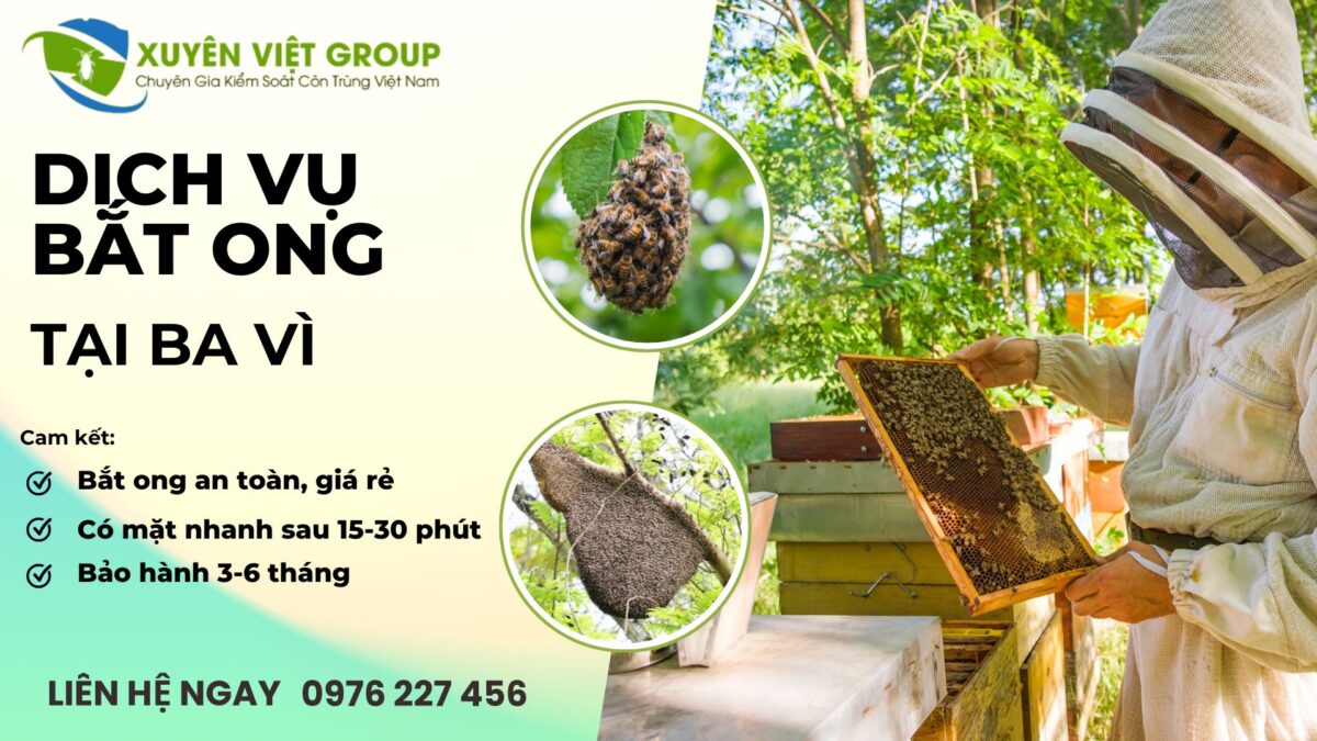 Dịch vụ bắt ong tại Ba Vì