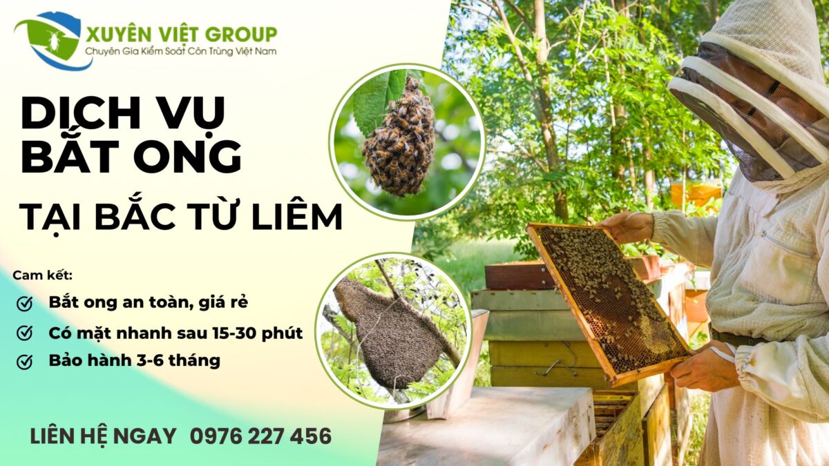 Dịch vụ bắt ong tại Bắc Từ Liêm