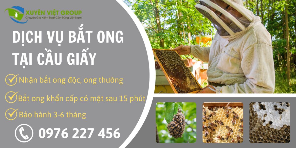 Dịch vụ bắt ong tại Cầu Giấy