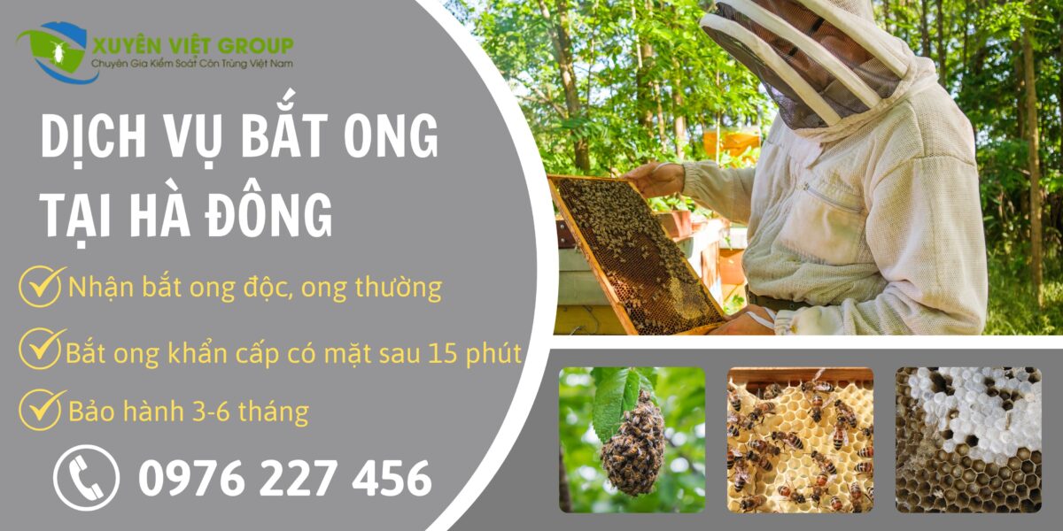 Dịch vụ bắt ong tại Hà Đông